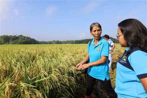 nsic rc 666h|Dumarao, Capiz farmers tapped for hybrid rice demonstration.